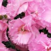 Garden Pinks