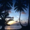 Rabbit in the South Pacific