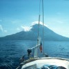Rabbit in the South Pacific
