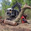 Harvesting live oaks in Belle Chasse, LA.